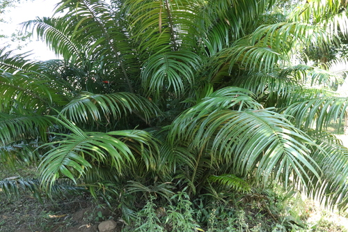 poor man's cycad