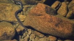 Acrochordus arafurae