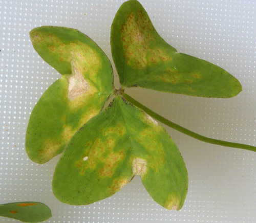 Oxalis rust