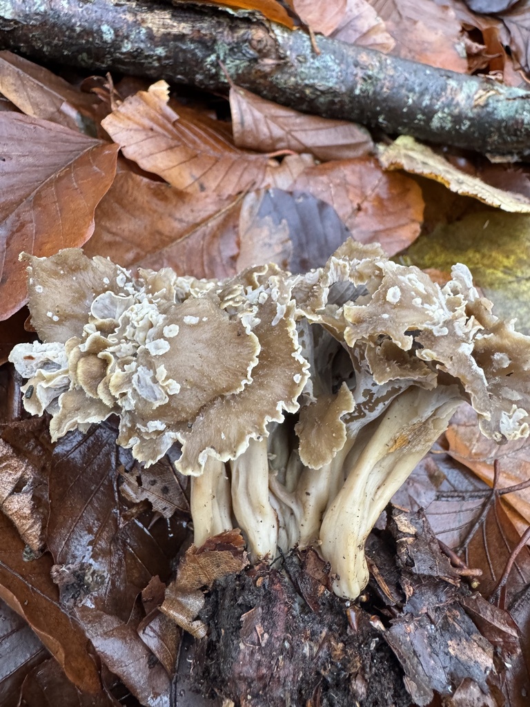 Craterellus undulatus · December 2025 · photo: © lizfrost47 (iNaturalist, cc-by)