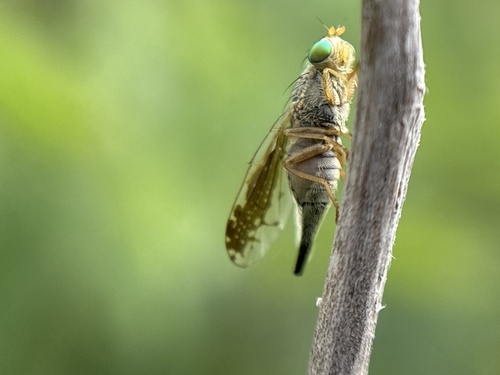 Acanthiophilus walkeri