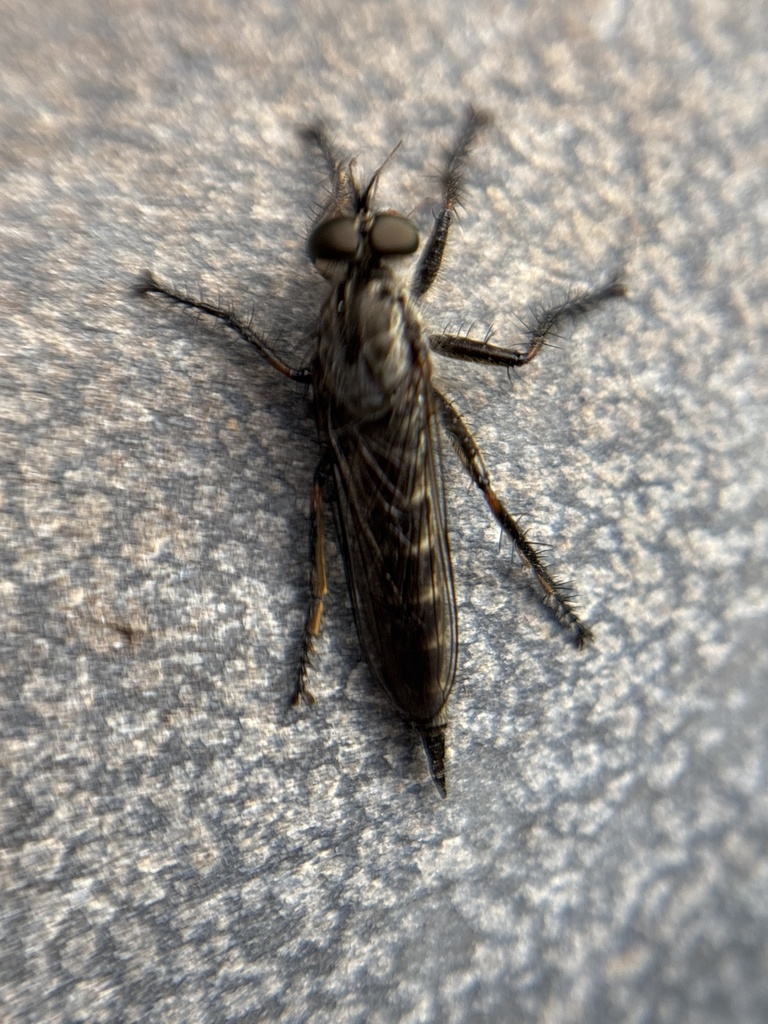 Machimus madeirensis