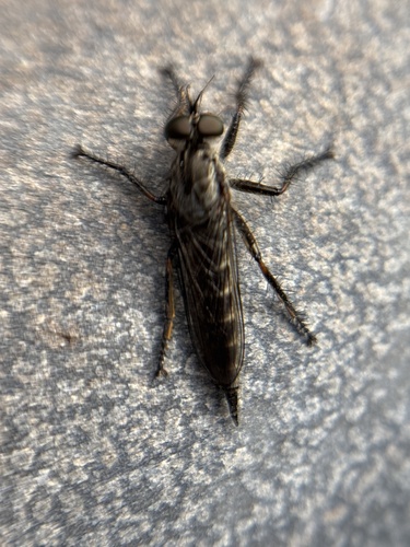 Machimus madeirensis