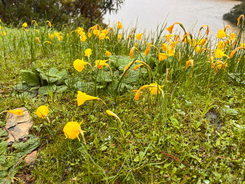 Narcissus obesus, photograph 2