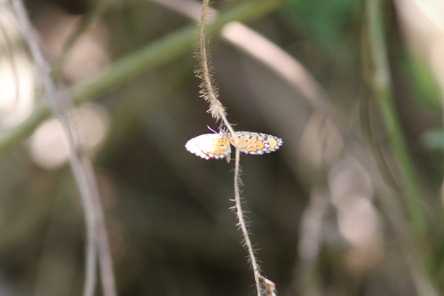 common harlequin