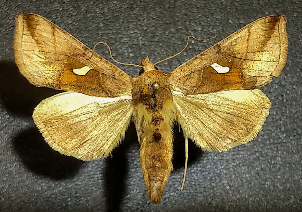 Shanded Gold Spot