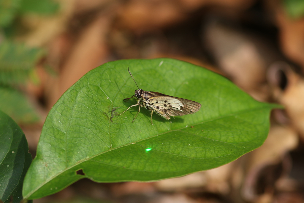 Common Acraea Skipper