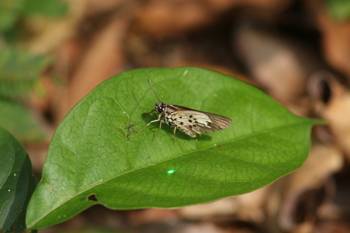 Common Acraea Skipper