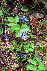 Gentiana uniflora, photograph (c) Oleg Kosterin, some rights reserved (CC BY)