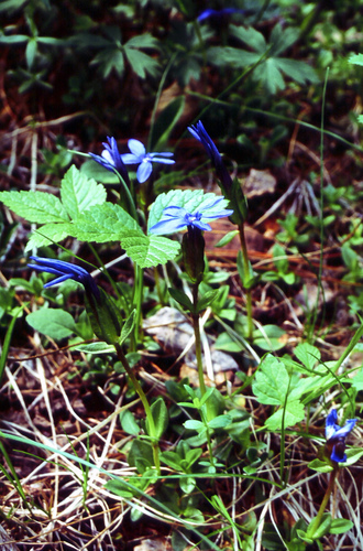 Gentiana uniflora, photograph 4