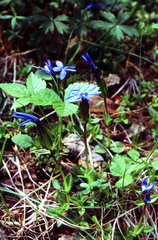 Gentiana uniflora, photograph (c) Oleg Kosterin, some rights reserved (CC BY)