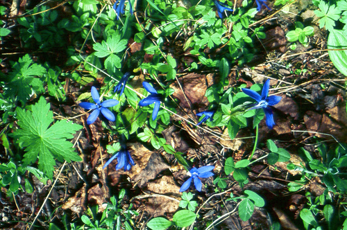 Gentiana uniflora, photograph 3