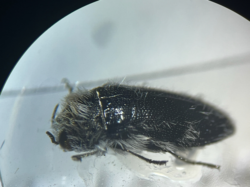 Acmaeoderella cyanipennis