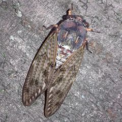 Graptopsaltria nigrofuscata