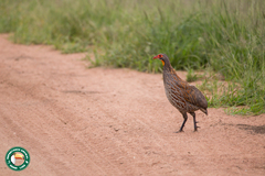 Pternistis rufopictus