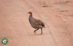 Pternistis rufopictus