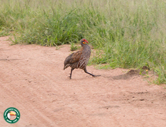 Pternistis rufopictus