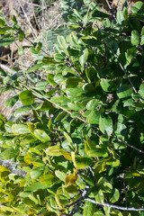 Rhamnus pirifolia