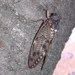 Graptopsaltria nigrofuscata