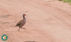 Pternistis rufopictus
