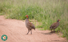 Pternistis rufopictus