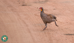Pternistis rufopictus