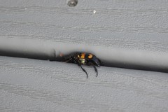 Nicrophorus carolina