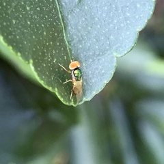 Microchrysa flaviventris