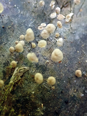 Gloiocephala