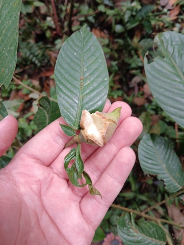 Shorea leprosula observed 2026-02-07