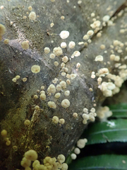 Gloiocephala