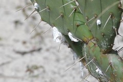 Dactylopius confusus