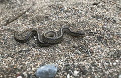 Galvarinus chilensis