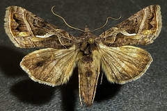 Autographa flagellum