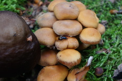 Oxyporus maxillosus