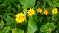 Sphagneticola trilobata