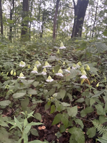 Widowsfrill (Silene stellata)