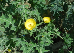 Argemone mexicana