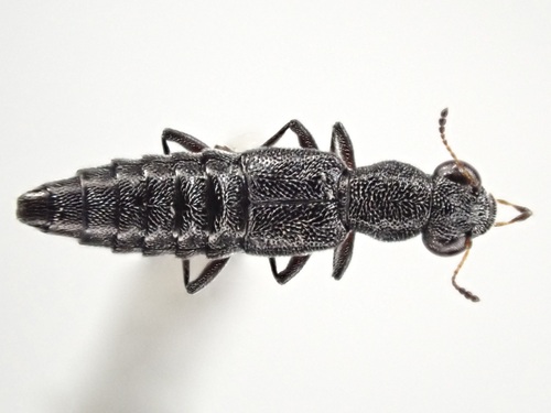 Stenus bifoveolatus