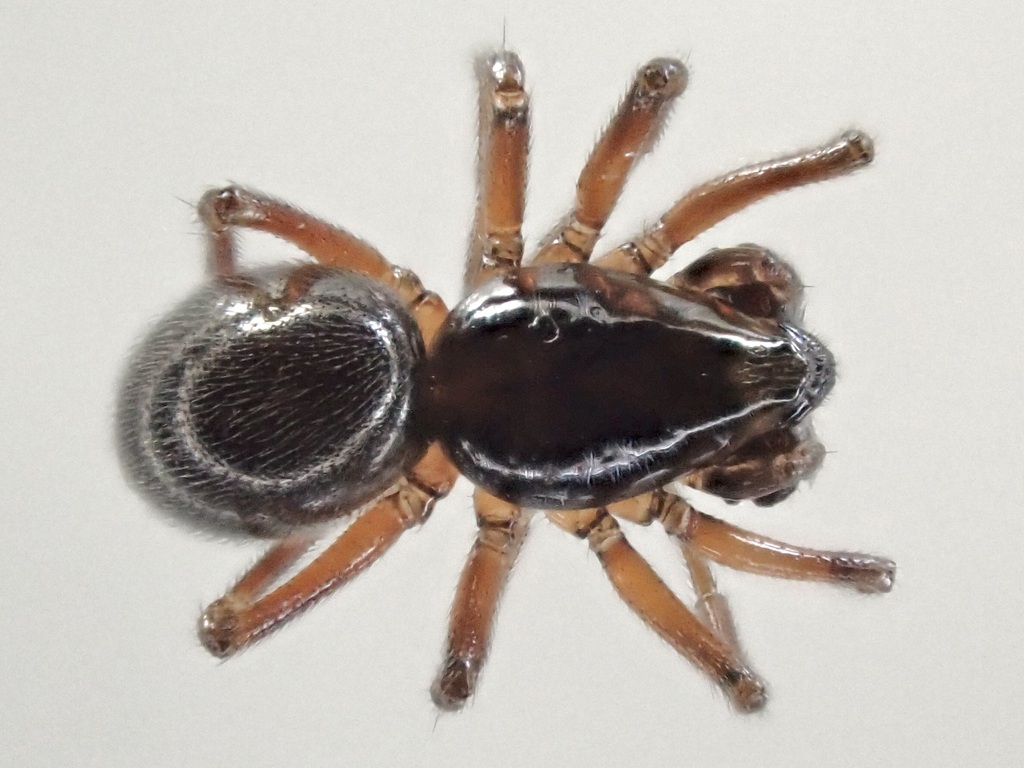 Diplocephalus permixtus