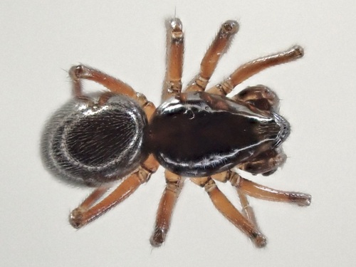 Diplocephalus permixtus
