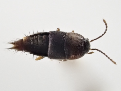 Staph beetle