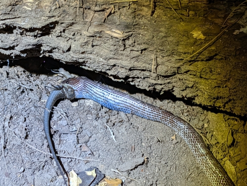 Common Wolf Snake
