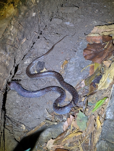 Common Wolf Snake