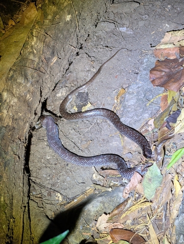 Common Wolf Snake