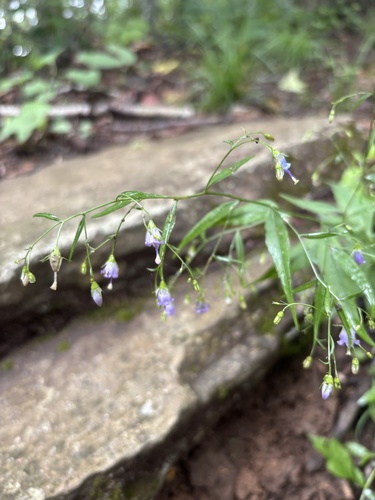 Southern Harebell (Campanula divaricata)