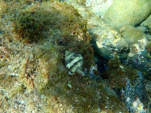 Hexaplex trunculus