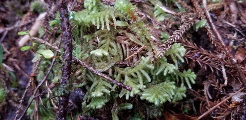 Lepidozia ulothrix
