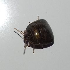 Megacopta punctatissima