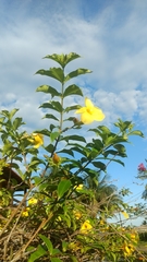 Allamanda cathartica